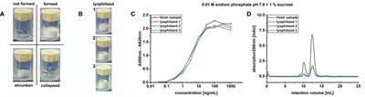 Shelf-Life Extension of Fc-Fused Single Chain Fragment Variable Antibodies by Lyophilization